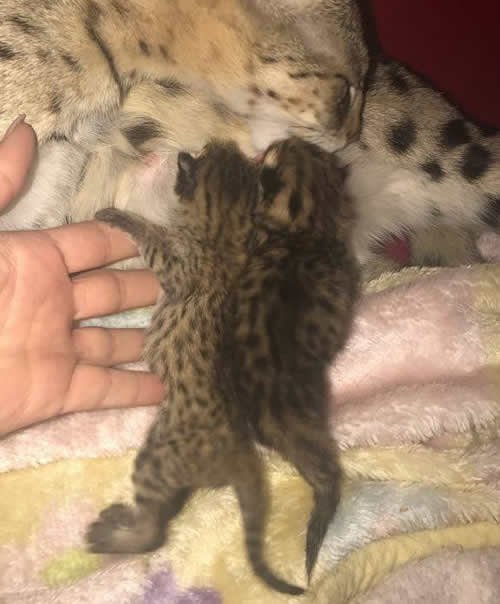 Savannah Cats For Sale Cheap Ohio Savannah Cats For Sale Cheap Ohio