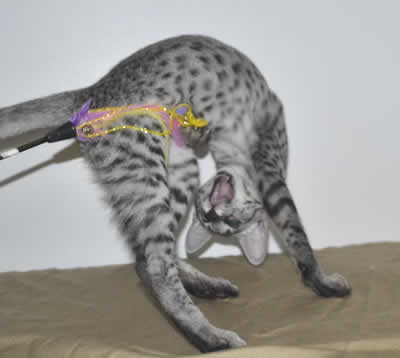 F5 Savannah Kittens page