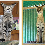 What is a savannah cat