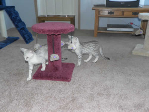 Our Cattery Kitten Playroom