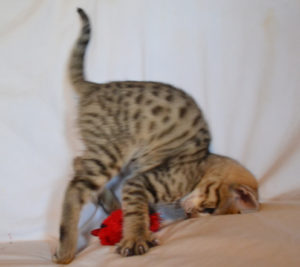 Savannah-kitten-shy