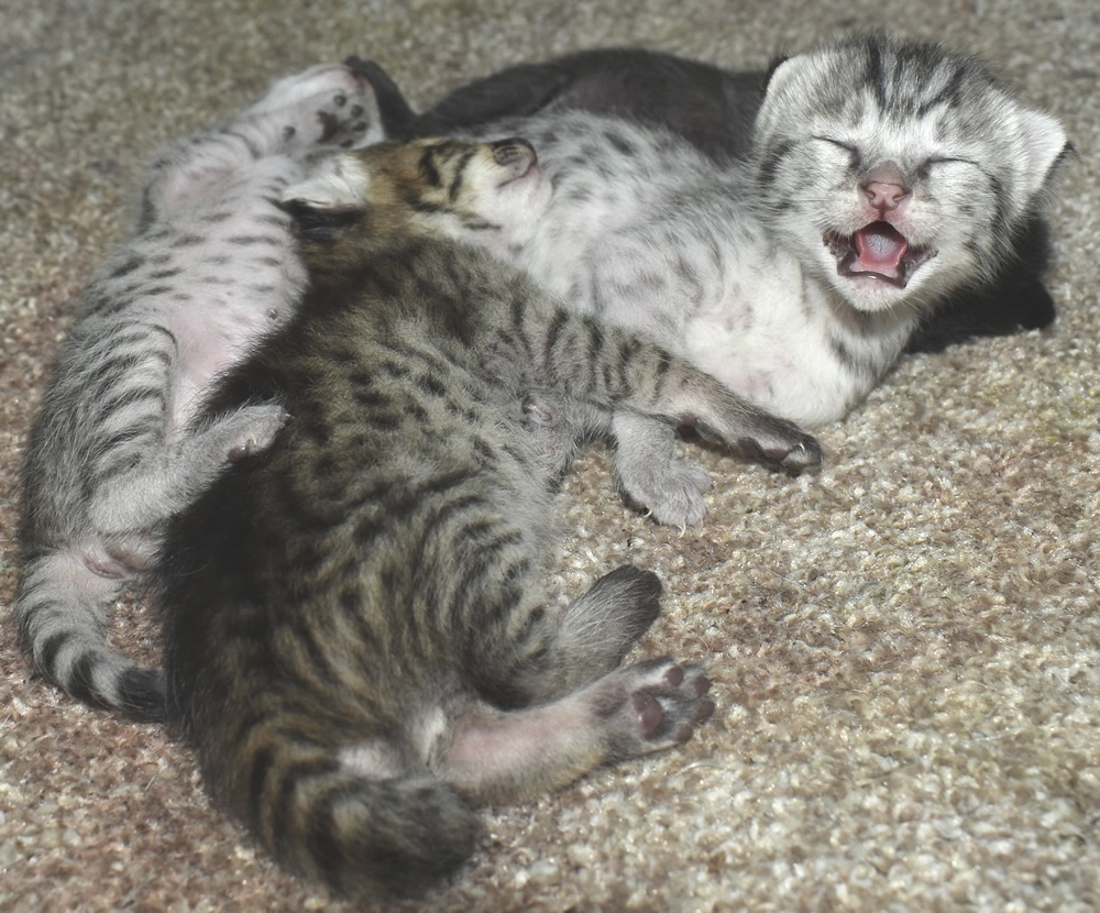 F2 Savannah Kittens for Sale