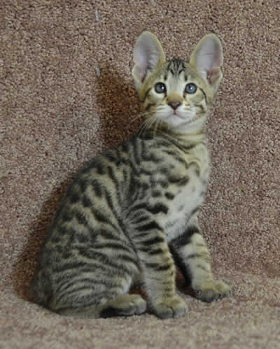 F6 Savannah Kittens for Sale