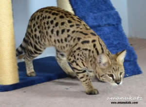 BG 1g Savannah cat queen