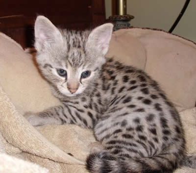 f1 savannah kitten