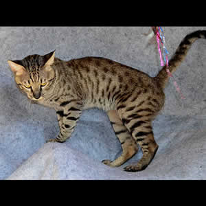 savannah cats Jovib