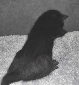 F6-savannah-kittens-mnf3a