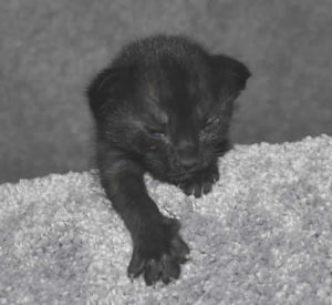 F6-savannah-kittens-mnf3c