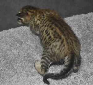 F6-savannah-kittens-mnm3b