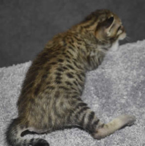 F6-savannah-kittens-mnm3c
