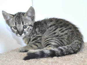 F7-savannah-kittens-01-1715fb