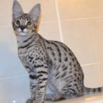 Savannah cat Queens A7Da