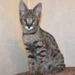 Savannah cat Queens A7Db