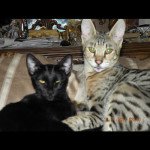 F2 Savannah Kittens