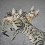 F6 Savannah Kittens vc2