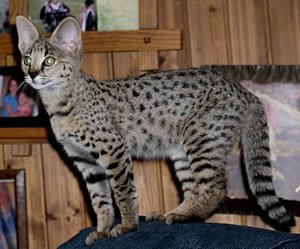 Savannah katze f6