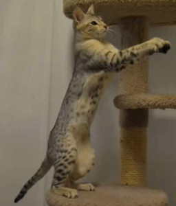 F2 Savannah Cat Queens Wa