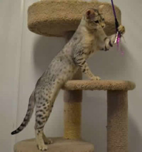 F2 Savannah Cat Queens Wb