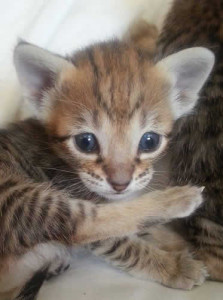 f3 savannah kittens jankenb