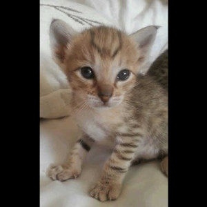 f3 savannah kittens janmada