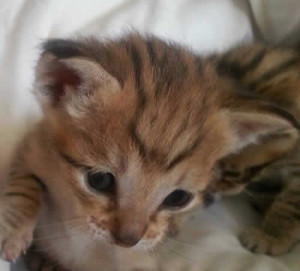 f3 savannah kittens janmadb
