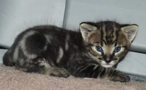 f3 savannah kittens kiekom1a