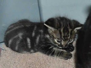 f3 savannah kittens kiekom1b