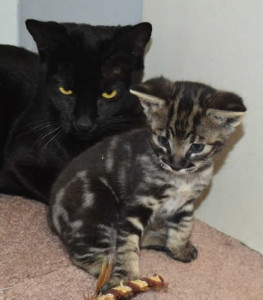 f3-savannah kittens kiekom1c