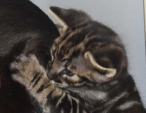 f3 savannah kittens kiekom1d