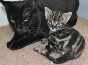 f3-savannah kittens kiekom1e