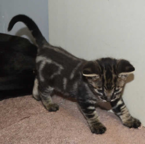 f3-savannah kittens kiekom1f