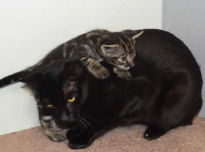 f3-savannah kittens kiekom1g