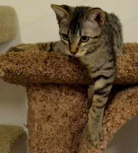 f3 savannah cat queens k1a
