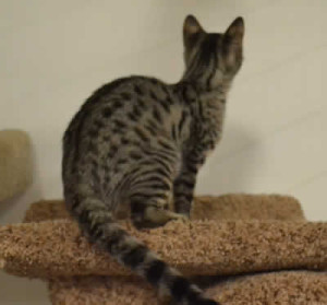 f3 savannah cat queens k1b