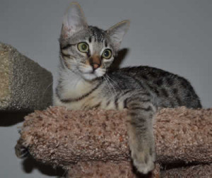f3 savannah cat queens k1d