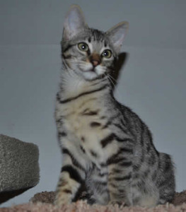 f3 savannah cat queens k1e