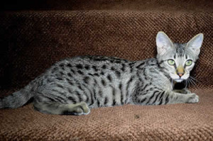 f3 savannah cat queens k1f