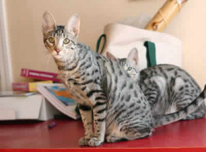 f5 savannah cat queen va