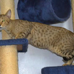 f6 savannah cat queens mb