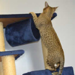 f6 savannah cat queens mc