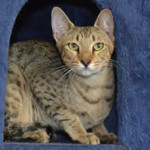 f6 savannah cat queens md