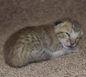 f6 savannah kittens mara1206f1a