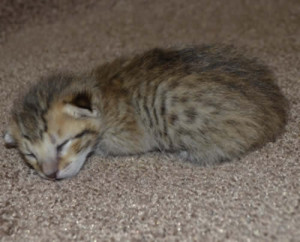f6 savannah kittens mara1206f1b