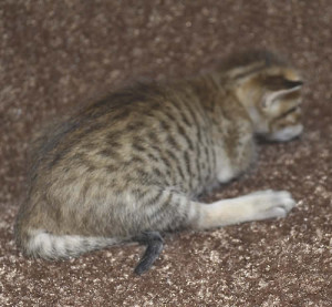 f6-savannah-kittens-mara1206f1d