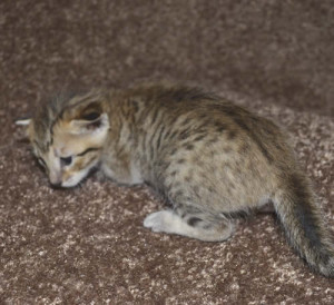 f6-savannah-kittens-mara1206f1f