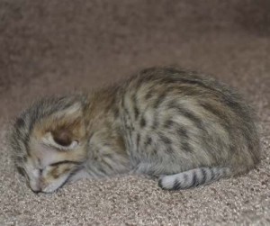 f6 savannah kittens mara1206f2a