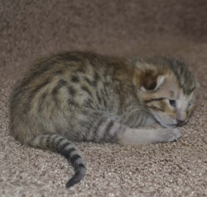 f6 savannah kittens mara1206f2b