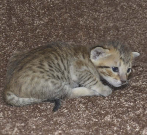 f6 savannah kittens mara1206f2c