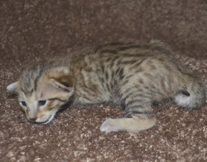 f6 savannah kittens mara1206f2d