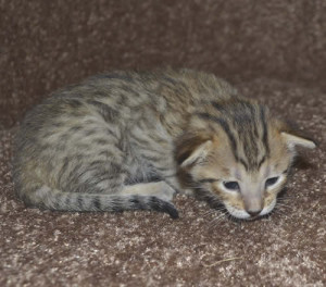 f6 savannah kittens mara1206f2e